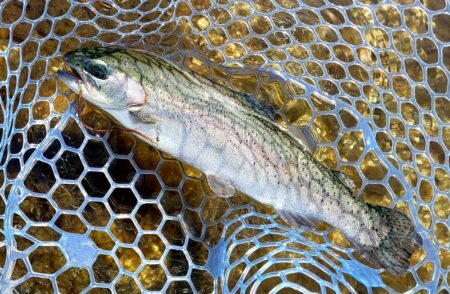 １０匹／ｈ超　～フィッシングパーク高島の泉～